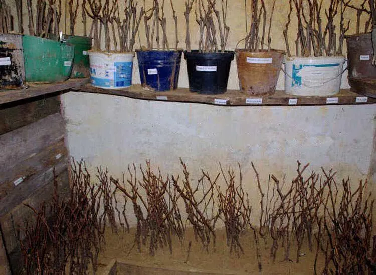 Как хранить саженцы? Как хранить саженцы?