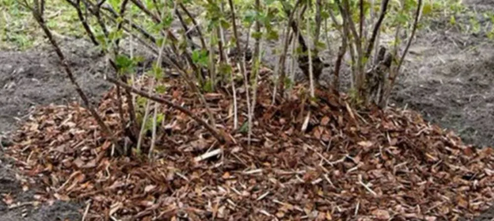 мульчирование крыжовника.jpg мульчирование крыжовника.jpg