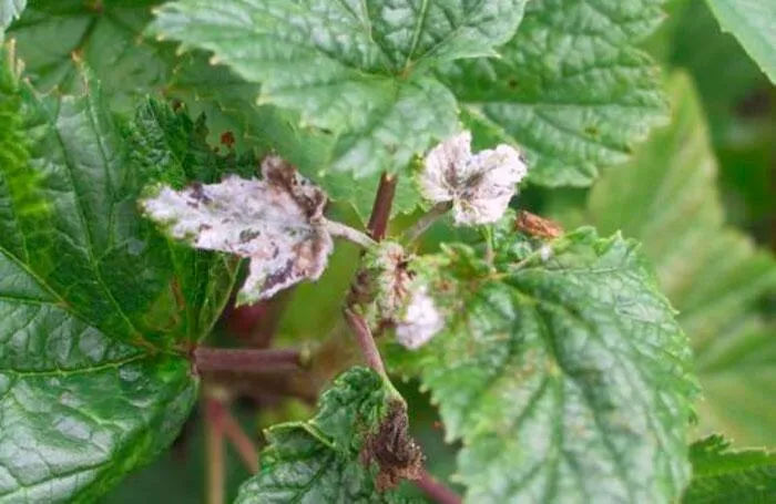 Смородина и ее особенности Смородина и ее особенности