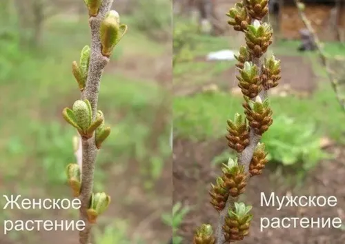 Золото в саду Золото в саду