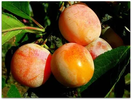 Само совершенство