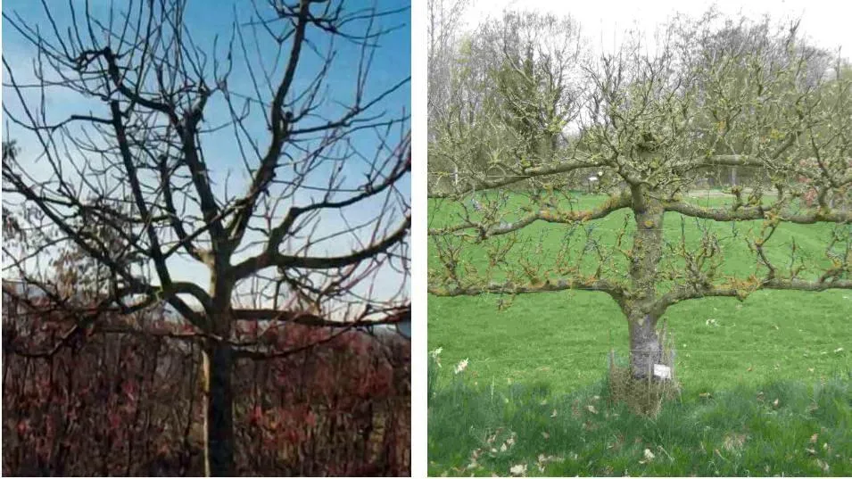 Как правильно обрезать саженцы?  Как правильно обрезать саженцы?