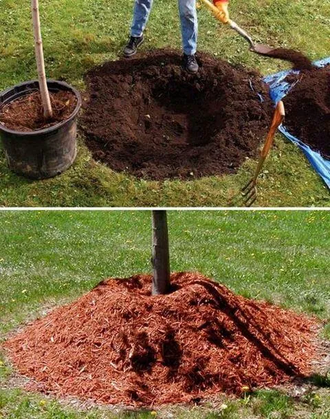 Как посадить саженцы осенью? Как посадить саженцы осенью?