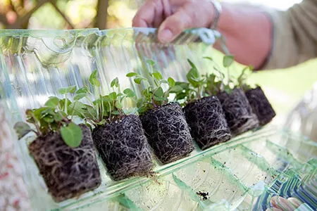 Осень или весна — когда заказывать саженцы? Осень или весна — когда заказывать саженцы?