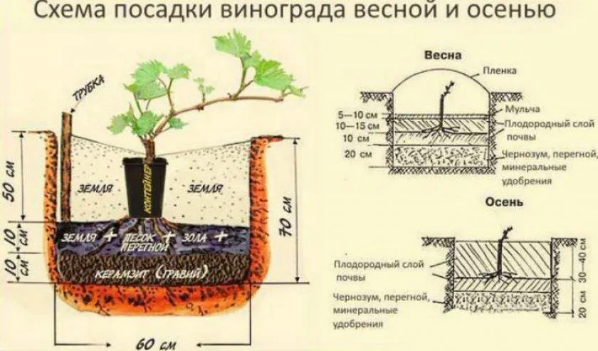 Как посадить саженцы винограда? Как посадить саженцы винограда?