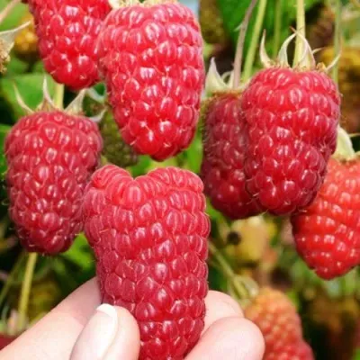 Малина МОСКОВСКИЙ ВЕЛИКАН Малина МОСКОВСКИЙ ВЕЛИКАН