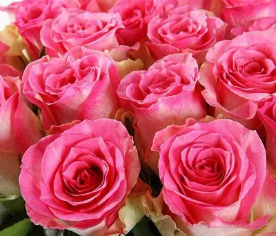 Голландские розы.jpg Голландские розы.jpg