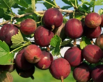 олави крыжовник олави крыжовник