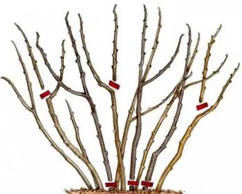 обрезка куста крыжовника.jpg обрезка куста крыжовника.jpg