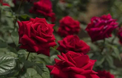 Бордовые розы.jpg