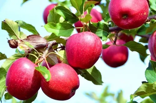 Красная яблоня саженцы красных яблонь