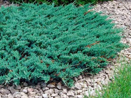 Карликовые кустарники для сада Карликовые кустарники для сада