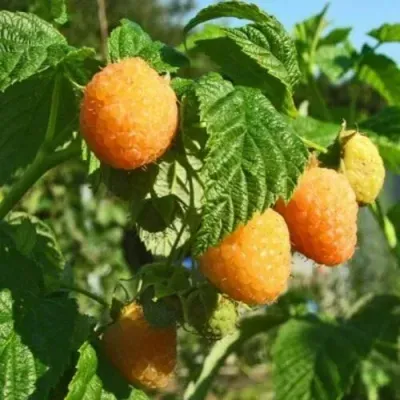 Малина ПОРАННА РОСА Малина ПОРАННА РОСА