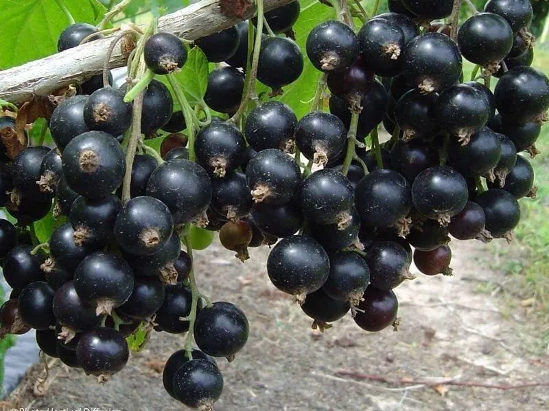 Как посадить саженцы смородины? Как посадить саженцы смородины?