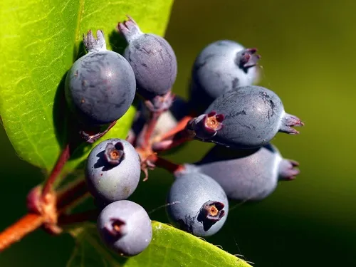 Любимица детей и птиц