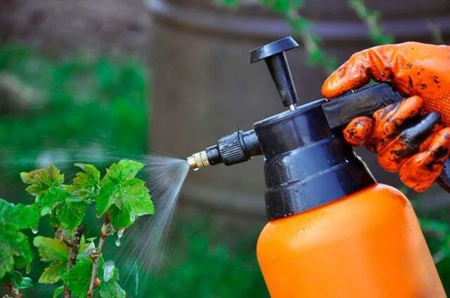 Смородина и ее особенности Смородина и ее особенности