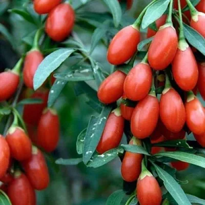 Годжи NEW BIG  Годжи NEW BIG в Москве