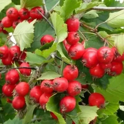 Боярышник СВАЯК — описание сорта Боярышник СВАЯК в Москве