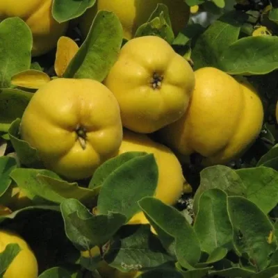 Айва ДАРУНОК ОНУКУ в Москве