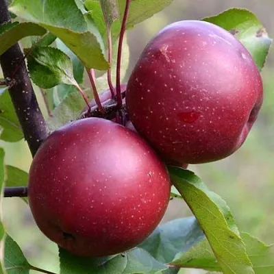 Красномясая  Красномясая в Москве