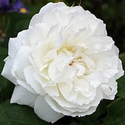 Саженцы роз ВИНЧЕСТЕР КАФЕДРАЛ английская  Саженцы роз ВИНЧЕСТЕР КАФЕДРАЛ английская в Москве