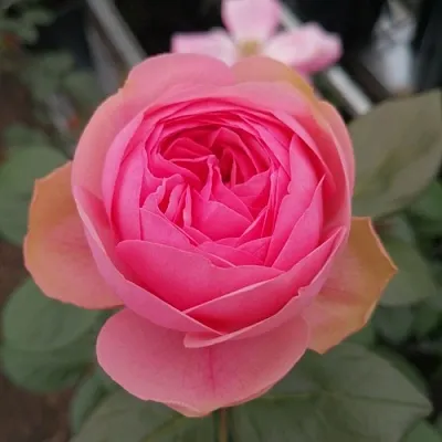 Саженцы роз ДЖОЛЛИ чайно-гибридная  Саженцы роз ДЖОЛЛИ чайно-гибридная в Москве