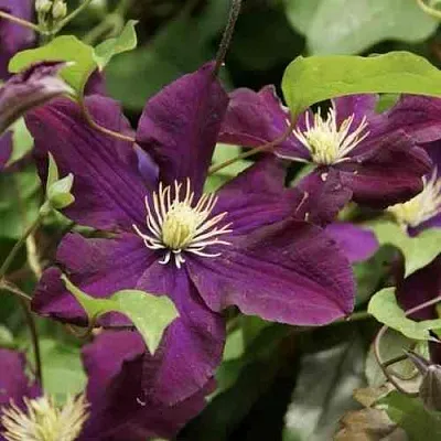 Клематис ГЕРОИ ВАРШАВЫ  Клематис ГЕРОИ ВАРШАВЫ в Москве