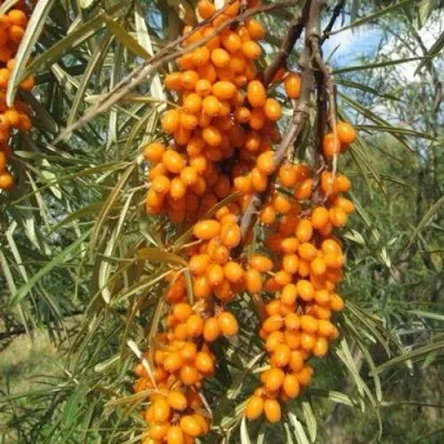 Облепиха НИВЕЛЕНА — описание сорта Облепиха НИВЕЛЕНА в Москве