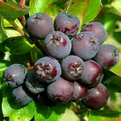 Рябина ЛИКЁРНАЯ сладкоплодная  Рябина ЛИКЁРНАЯ сладкоплодная в Москве