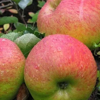 Яблоня ЯБЛОЧНЫЙ СПАС  Яблоня ЯБЛОЧНЫЙ СПАС в Москве