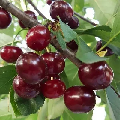 Дюк СЛАВЯНКА в Москве