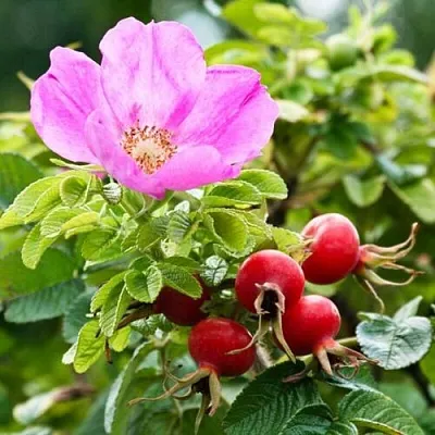 Шиповник  в Москве