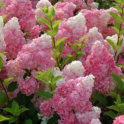 Гортензия МЕЛЬБА ФРАЙЗ метельчатая в Москве