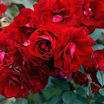 Саженцы роз ЧАМПЛЕЙН флорибунда  Саженцы роз ЧАМПЛЕЙН флорибунда в Москве