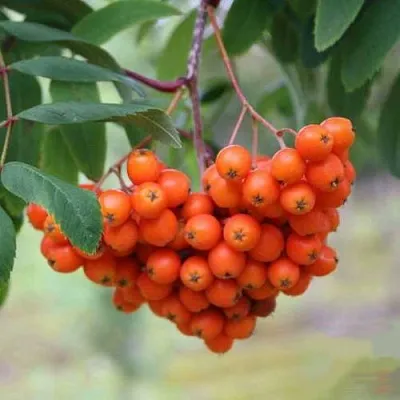 Рябина ВЕФЕД сладкоплодная  Рябина ВЕФЕД сладкоплодная в Москве