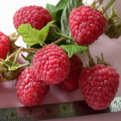 Малина ПРИМАРА — описание сорта Малина ПРИМАРА в Москве