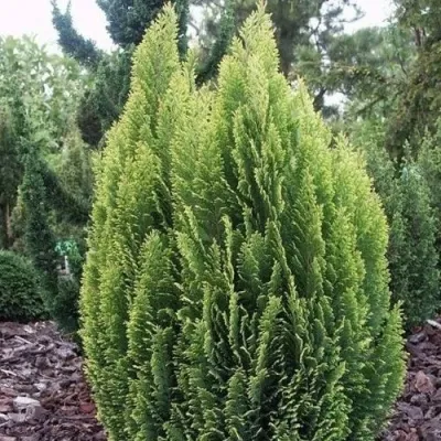 Кипарисовик ЭЛВУДИ ЭМПАЙР лавсана — описание сорта Кипарисовик ЭЛВУДИ ЭМПАЙР лавсана в Москве