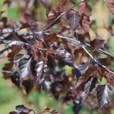 Береза РОЯЛ ФРОСТ повислая — описание сорта Береза РОЯЛ ФРОСТ повислая в Москве