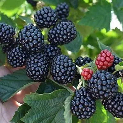 Ежевика ПОЛАР бесшипная в Москве