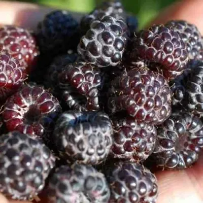 Малина БРИСТОЛЬ — описание сорта Малина БРИСТОЛЬ в Москве