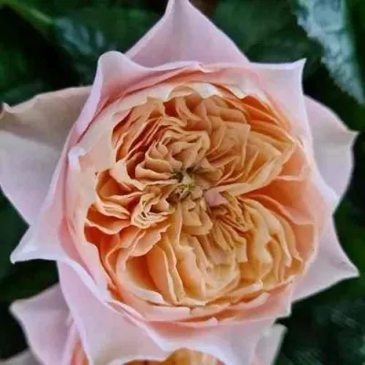 Саженцы роз ВУВУЗЕЛА РОМАНТИК чайно-гибридная в Москве