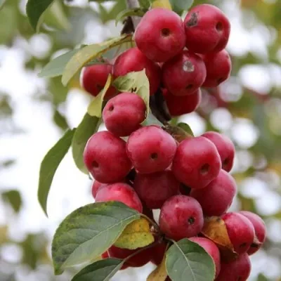 Яблоня РЕД ОБЕЛИСК колонновидная — описание сорта Яблоня РЕД ОБЕЛИСК колонновидная в Москве