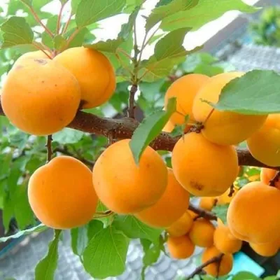 Абрикос ОРИГИНАЛ в Москве