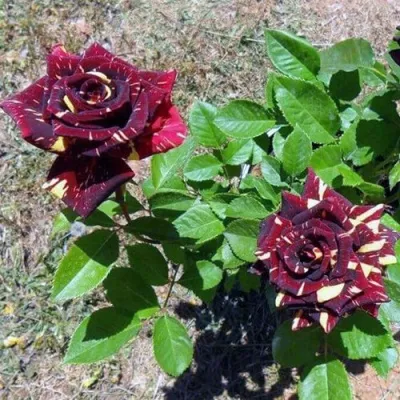 Саженцы роз АБРАКАДАБРА чайно-гибридная — описание сорта Саженцы роз АБРАКАДАБРА чайно-гибридная в Москве