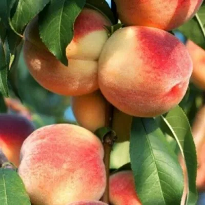 Персик ЛОЙКО 2 — описание сорта Персик ЛОЙКО 2 в Москве