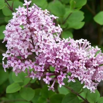 Сирень ПАЛИБИН  — описание сорта Сирень ПАЛИБИН  в Москве