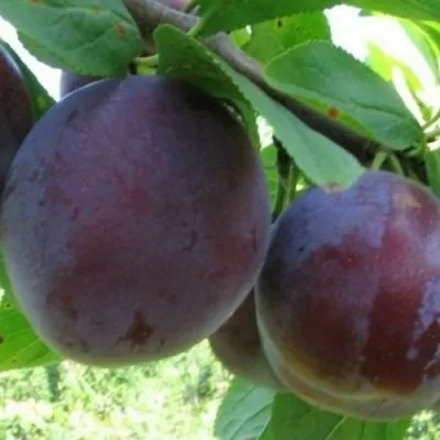 Слива СТАРТОВАЯ в Москве