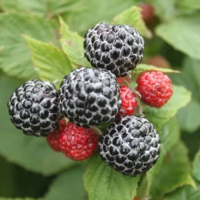 Малина КУМБЕРЛЕНД черная  — описание сорта Малина КУМБЕРЛЕНД черная  в Москве