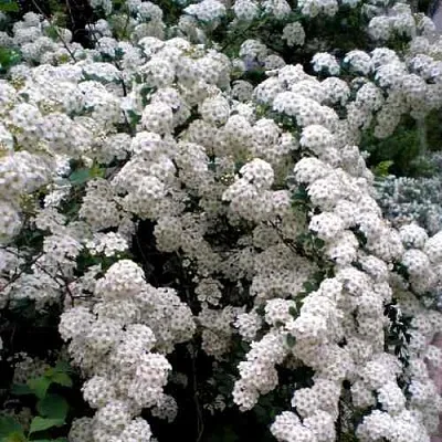 Спирея ВАНГУТТА  Спирея ВАНГУТТА в Москве