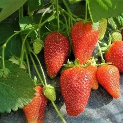 Клубника РОКСАНА — описание сорта Клубника РОКСАНА в Москве